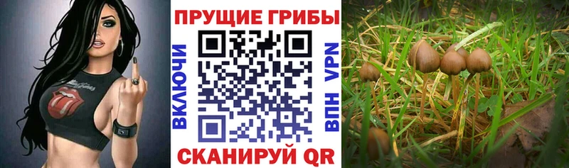 мориарти наркотические препараты Светлоград Псилоцибиновые грибы MAGIC MUSHROOMS