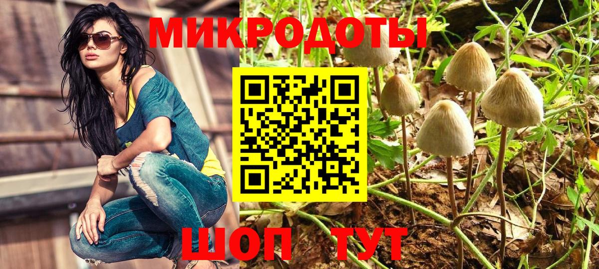 Псилоцибиновые грибы Psilocybe Светлоград
